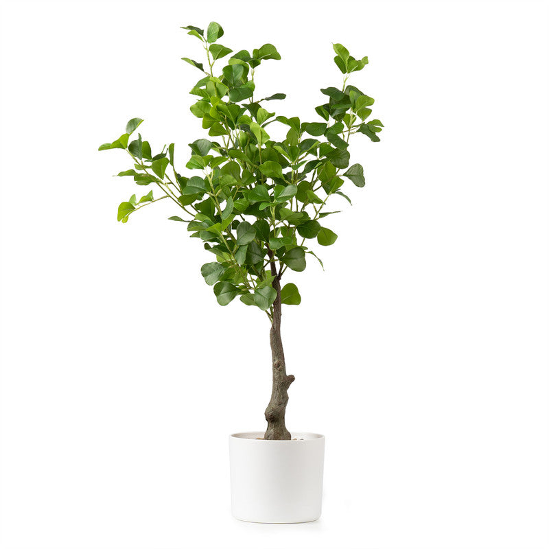 75cm Artificial Heart-leaf Ficus Tree in White Pot